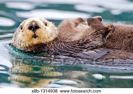 Adult sea otter Enhydra lutris kenyoni mother and pup in Inian Pass, Southeastern Alaska, USA Pacific Ocean View Large Photo Image Stock Photo - Adult sea otter Enhydra lutris kenyoni mother and pup in Inian Pass, Southeastern Alaska, USA Pacific Ocean. Fotosearch