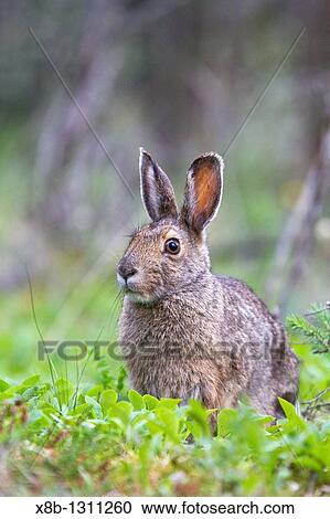 Adult snowshoe hare Lepus americanus dalli in Denali National Park, Alaska, USA MORE INFO The snowshoe hare is primarily a herbivore, though it will occasionally scavenge meat It is a nocturnal animal that does not hibernate in the winter View Large Photo Image Stock Image - Adult snowshoe hare Lepus americanus dalli in Denali National Park, Alaska, USA MORE INFO The snowshoe hare is primarily a herbivore, though it will occasionally scavenge meat It is a nocturnal animal that does not hibernate in the winter. Fotosearch