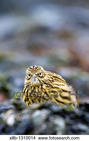 Picture - Adult South Georgia Pipit Anthus antarcticus feeding at low tide on Prion Island, Bay of Isles, South Georgia, Southern Ocean. Fotosearch