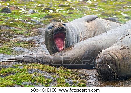 Adult southern elephant seals Mirounga leonina catastrophic molting on the beach at South Georgia in the Southern Ocean View Large Photo Image Stock Photograph - Adult southern elephant seals Mirounga leonina catastrophic molting on the beach at South Georgia in the Southern Ocean. Fotosearch