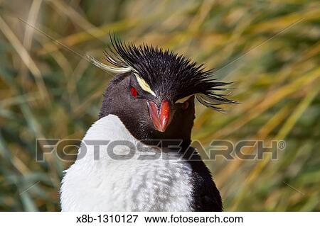 Adult southern rockhopper penguin Eudyptes chrysocome chrysocome at breeding and molting colony on New Island in the Falkland Islands, South Atlantic Ocean MORE INFO The Southern Rockhopper Penguin is classified as Vulnerable species by the IUCN View Large Photo Image Stock Photo - Adult southern rockhopper penguin Eudyptes chrysocome chrysocome at breeding and molting colony on New Island in the Falkland Islands, South Atlantic Ocean MORE INFO The Southern Rockhopper Penguin is classified as Vulnerable species by the IUCN. Fotosearch
