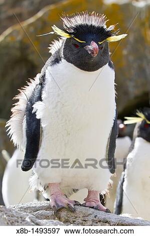 Adult southern rockhopper penguin Eudyptes chrysocome chrysocome at breeding and molting colony on New Island in the Falkland Islands, South Atlantic Ocean MORE INFO The southern rockhopper penguin is classified as a vulnerable species by the IUCN View Large Photo Image Stock Photo - Adult southern rockhopper penguin Eudyptes chrysocome chrysocome at breeding and molting colony on New Island in the Falkland Islands, South Atlantic Ocean MORE INFO The southern rockhopper penguin is classified as a vulnerable species by the IUCN. Fotosearch