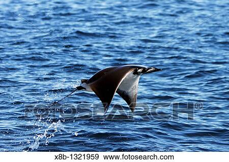 Adult Spinetail Mobula Mobula japanica leaping out of the water in the upper Gulf of California Sea of Cortez, Mexico Note the long whip-like tail longer than the length of the body with sting at the base - a unique field diagnostic to this species View Large Photo Image Stock Photo - Adult Spinetail Mobula Mobula japanica leaping out of the water in the upper Gulf of California Sea of Cortez, Mexico Note the long whip-like tail longer than the length of the body with sting at the base - a unique field diagnostic to this species. Fotosearch