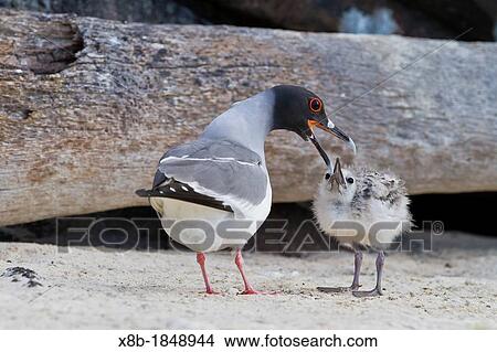 Adult Swallow-tailed gull Creagrus furcatus with chick on Genovesa Island in the Galapagos Island Archipelago, Ecuador View Large Photo Image Picture - Adult Swallow-tailed gull Creagrus furcatus with chick on Genovesa Island in the Galapagos Island Archipelago, Ecuador. Fotosearch