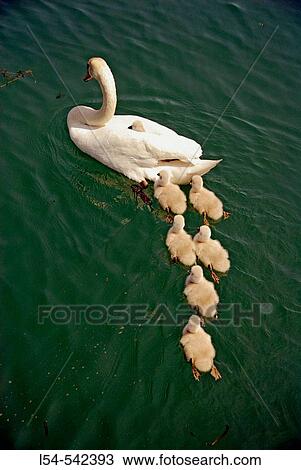 Adult Swans with babies swiming in Lake Huron at Lexington Michigan View Large Photo Image Stock Image - Adult Swans with babies swiming in Lake Huron at Lexington Michigan. Fotosearch