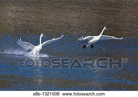 Adult trumpeter swans Cygnus buccinator on the Yellowstone River in Yellowstone National Park, Wyoming, USA View Large Photo Image Stock Photograph - Adult trumpeter swans Cygnus buccinator on the Yellowstone River in Yellowstone National Park, Wyoming, USA. Fotosearch