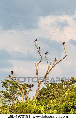 Adult Turkey Vultures Cathartes aura, in Iguaz Falls National Park, Misiones, Argentina, South America. View Large Photo Image Stock Image - Adult Turkey Vultures Cathartes aura, in Iguaz Falls National Park, Misiones, Argentina, South America.. Fotosearch
