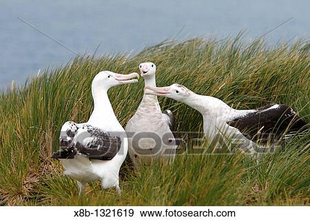 Adult wandering albatross Diomedea exulans exhibiting courtship behavior on Prion Island, which lies in the Bay of Isles towards the west end of South Georgia Island in the Southern Atlantic Ocean View Large Photo Image Stock Photo - Adult wandering albatross Diomedea exulans exhibiting courtship behavior on Prion Island, which lies in the Bay of Isles towards the west end of South Georgia Island in the Southern Atlantic Ocean. Fotosearch