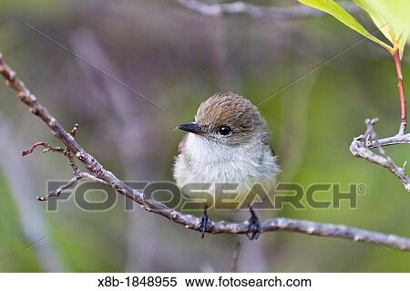 Adult warbler finch Certhidea olivacea on Santiago Island in the Galapagos Island Archipelago, Ecuador View Large Photo Image Stock Photography - Adult warbler finch Certhidea olivacea on Santiago Island in the Galapagos Island Archipelago, Ecuador. Fotosearch