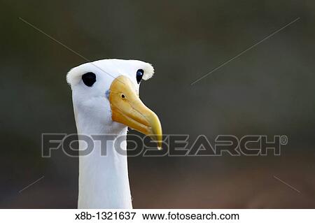 Stock Photo - Adult waved albatross Diomedea irrorata head detail on Espanola Island in the Galapagos Island Group, Ecuador Pacific Ocean This species of albatross is endemic to the Galapagos Islands. Fotosearch