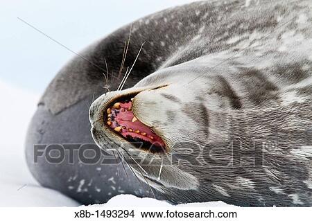 Adult Weddell Seal Leptonychotes weddellii hauled out on ice near the Antarctic Peninsula, Southern Ocean View Large Photo Image Picture - Adult Weddell Seal Leptonychotes weddellii hauled out on ice near the Antarctic Peninsula, Southern Ocean. Fotosearch
