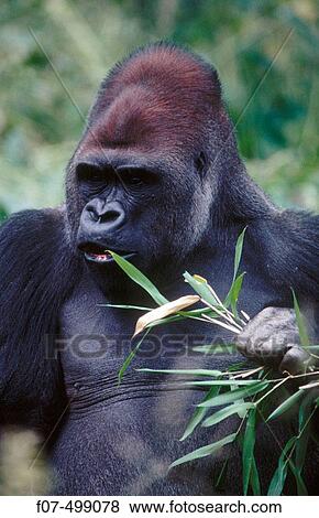 Stock Photo - Adult Western Gorilla (Gorilla gorilla) eating bamboo. Fotosearch