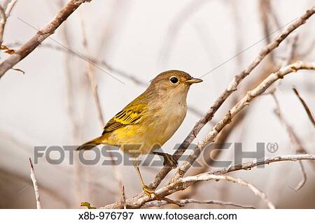 Adult yellow warbler Dendroica petechia in the Galapagos Island Archipelago, Ecuador Pacific Ocean View Large Photo Image Stock Photo - Adult yellow warbler Dendroica petechia in the Galapagos Island Archipelago, Ecuador Pacific Ocean. Fotosearch