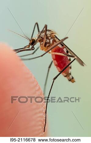 Stock Photo - Aedes triseriatus mosquito female biting on human skin.. Fotosearch