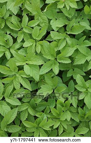 Stock Image - Aegopodium podagraria - Ground elder. Photographed in garden, UK.. Fotosearch