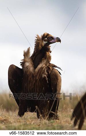 Aegypius monachus View Large Photo Image Stock Image - Aegypius monachus. Fotosearch