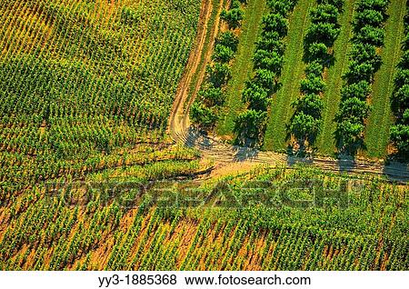 Aerial erosion through corn plantation next to orchard in Oceana county, Michigan, USA View Large Photo Image Stock Photo - Aerial erosion through corn plantation next to orchard in Oceana county, Michigan, USA. Fotosearch
