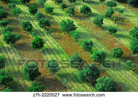 Stock Photo - Aerial farmland view. Majorca, Balearic Islands, Spain.. Fotosearch