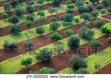Stock Photography - Aerial farmland view. Majorca, Balearic Islands, Spain.. Fotosearch