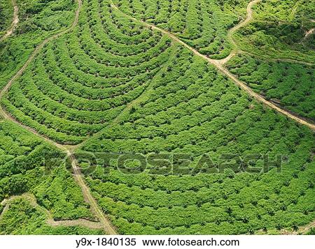 Stock Photography - Aerial images of palm plantations. Fotosearch