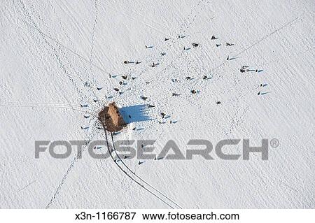 Aerial of Goose hunting blind with decoys in the snow, Dorchester County Maryland View Large Photo Image Stock Photo - Aerial of Goose hunting blind with decoys in the snow, Dorchester County Maryland. Fotosearch