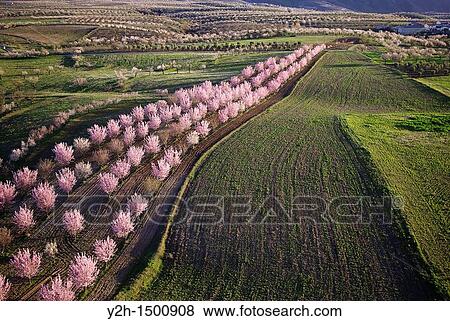 Stock Photo - Aerial view of Almond blossom, in Chirivel Almeria Spain. Fotosearch