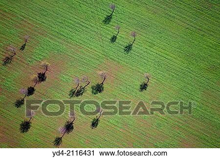 Stock Image - Aerial view of almond tree, Mallorca, Balearic Island, Spain.. Fotosearch
