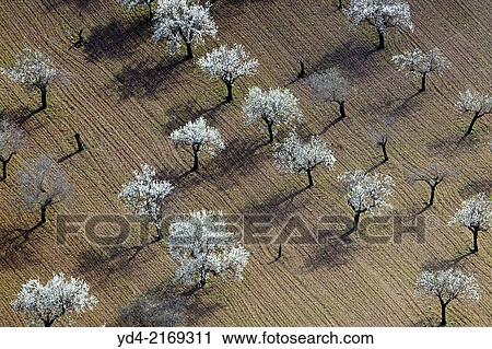 Aerial view of almond trees in flowers in the farm land, Mallorca lands, Balearic Island, Spain. View Large Photo Image Stock Image - Aerial view of almond trees in flowers in the farm land, Mallorca lands, Balearic Island, Spain.. Fotosearch