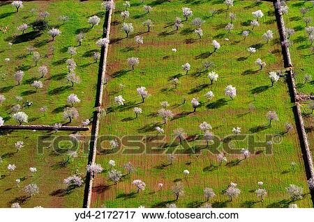 Aerial view of almond trees in flowers, Mallorca lands, Balearic Island, Spain. View Large Photo Image Stock Photo - Aerial view of almond trees in flowers, Mallorca lands, Balearic Island, Spain.. Fotosearch