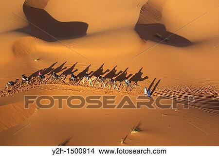 aerial view of camel caravan on sand dunes erg chebbi View Large Photo Image Picture - aerial view of camel caravan on sand dunes erg chebbi. Fotosearch