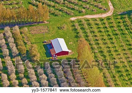 Aerial view, spring-time orchards, Mason county, Michigan, USA View Large Photo Image Stock Image - Aerial view, spring-time orchards, Mason county, Michigan, USA. Fotosearch