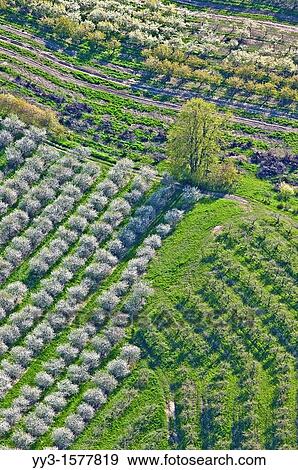 Aerial view, spring-time orchards, Mason county, Michigan, USA View Large Photo Image Stock Photo - Aerial view, spring-time orchards, Mason county, Michigan, USA. Fotosearch