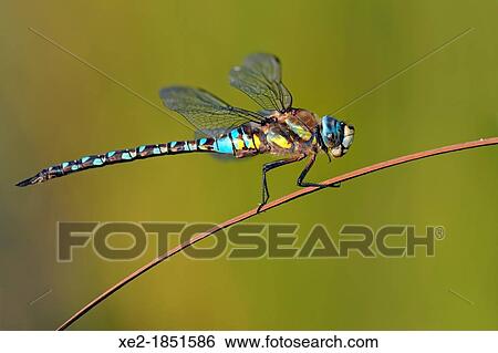 Stock Photograph - Aeshna mixta - Migrant Hawker, Crete. Fotosearch