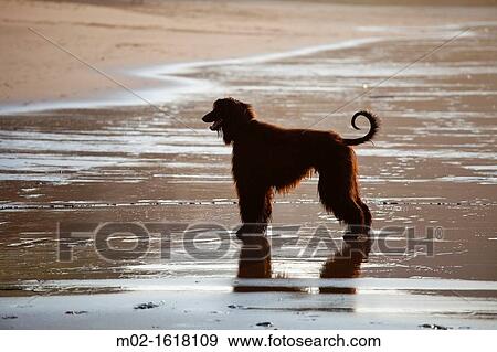 Afghan dog in the beach of Deba, Guipuzcoa, Basque Country, Spain View Large Photo Image Stock Photo - Afghan dog in the beach of Deba, Guipuzcoa, Basque Country, Spain. Fotosearch