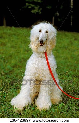 Afghan Hound dog sitting on grass View Large Photo Image Stock Photo - Afghan Hound dog sitting on grass. Fotosearch