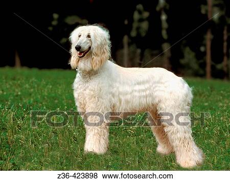 Afghan Hound dog standing on grass View Large Photo Image Stock Photo - Afghan Hound dog standing on grass. Fotosearch