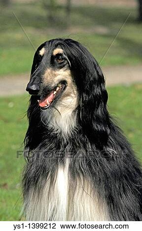 Afghan Hound, Portrait of Adult View Large Photo Image Stock Image - Afghan Hound, Portrait of Adult. Fotosearch