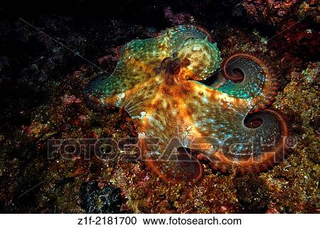 Afraid octopus deploying its tentacles to impress a potential predator. Octopus vulgaris. View Large Photo Image Stock Image - Afraid octopus deploying its tentacles to impress a potential predator. Octopus vulgaris.. Fotosearch