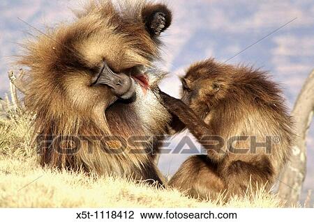 Africa, Ethiopia, Simien mountains, Gelada monkeys Theropithecus gelada social activity View Large Photo Image Stock Image - Africa, Ethiopia, Simien mountains, Gelada monkeys Theropithecus gelada social activity. Fotosearch