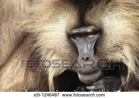 Africa, Ethiopia, Simien mountains, Gelada monkeys Theropithecus gelada Close up of a male View Large Photo Image Stock Photo - Africa, Ethiopia, Simien mountains, Gelada monkeys Theropithecus gelada Close up of a male. Fotosearch