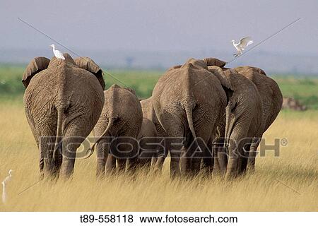 AFRICA, Kenya, Amboseli, African Elephants - Loxodonta africana & cattle egrets View Large Photo Image Stock Photo - AFRICA, Kenya, Amboseli, African Elephants - Loxodonta africana & cattle egrets. Fotosearch