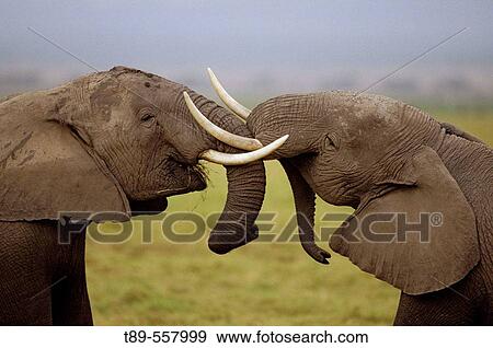 Africa, Kenya, Amboseli NP, African elephant pair intertwining trunks, (Loxodonta africana) View Large Photo Image Stock Photo - Africa, Kenya, Amboseli NP, African elephant pair intertwining trunks, (Loxodonta africana). Fotosearch