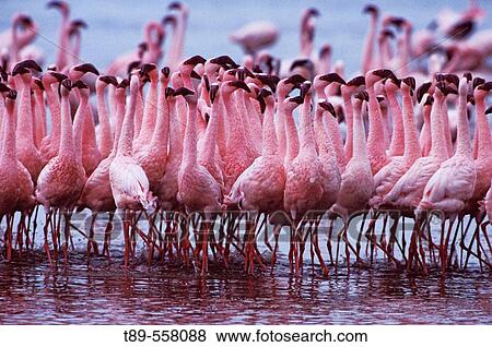 Stock Photo - AFRICA, Kenya, Lake Nakuru Lesser Flamingo - Phoeniconaias minor. Fotosearch