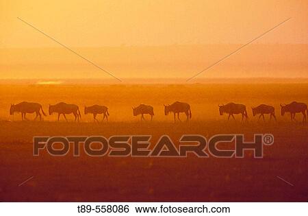 Stock Photograph - AFRICA, Kenya, Masai Mara Wildebeest Migration. Fotosearch