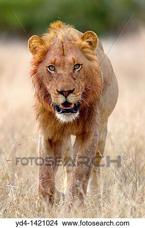 Africa lion Panthera leo - Male, Kruger National Park, South Africa View Large Photo Image Picture - Africa lion Panthera leo - Male, Kruger National Park, South Africa. Fotosearch