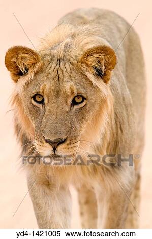 Africa lion Panthera leo - Young male, Kgalagadi Transfrontier Park, Kalahari desert, South Africa View Large Photo Image Stock Photography - Africa lion Panthera leo - Young male, Kgalagadi Transfrontier Park, Kalahari desert, South Africa. Fotosearch