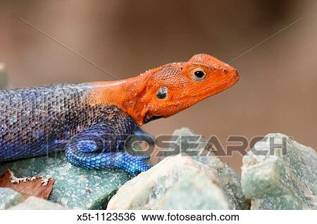 Africa, Tanzania, Mwanza Flat-Headed Rock Agama Agama mwanzae, View Large Photo Image Stock Photograph - Africa, Tanzania, Mwanza Flat-Headed Rock Agama Agama mwanzae,. Fotosearch