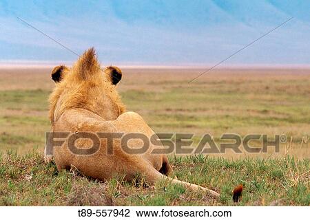 Africa, Tanzania, Ndutu, Ngorongoro Conservation Area, Male African Lion (Panthera Leo) View Large Photo Image Stock Image - Africa, Tanzania, Ndutu, Ngorongoro Conservation Area, Male African Lion (Panthera Leo). Fotosearch