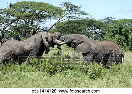 Africa, Tanzania, Serengeti National Park two male African Bush Elephant Loxodonta africana locking tusks View Large Photo Image Stock Photo - Africa, Tanzania, Serengeti National Park two male African Bush Elephant Loxodonta africana locking tusks. Fotosearch