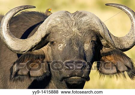 Stock Photo - African Buffalo or Cape Buffalo - Masai Mara National Reserve, Kenya. Fotosearch